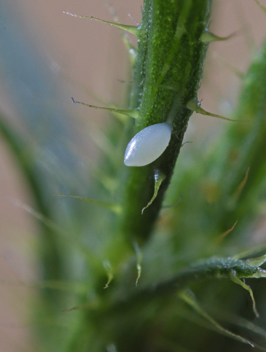 Barred Yellow egg